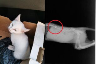 Στρύμη Ροδόπης: Βρήκε γατάκι παράλυτο πυροβολημένο με αεροβόλο στην σπονδυλική στήλη