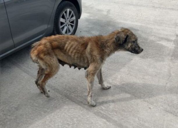 Έκκληση για τα σκελετωμένα και άρρωστα σκυλιά στο Σχηματάρι Βοιωτίας