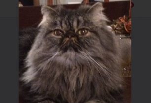 Χάθηκε αρσενική στειρωμένη γάτα Περσίας στο Λουτράκι Κορινθίας