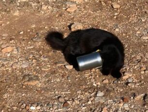 Αναζητούν μαύρη γάτα που σφήνωσε σε κονσέρβα στη Βάρη Αττικής