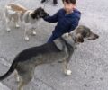 Ειρηνοδικείο Αθηνών: Δεν συνιστά όχληση όταν τα σκυλιά γαυγίζουν σε φυσιολογικά πλαίσια