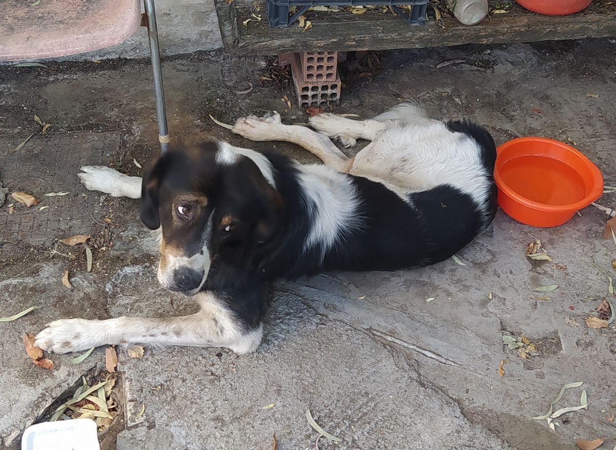 Βρέθηκε στο Αιγάλεω Αττικής αρσενικός σκύλος με κόκκινο περιλαίμιο και 6 δάχτυλα στα πίσω πόδια 1 VrethikeThivon 1