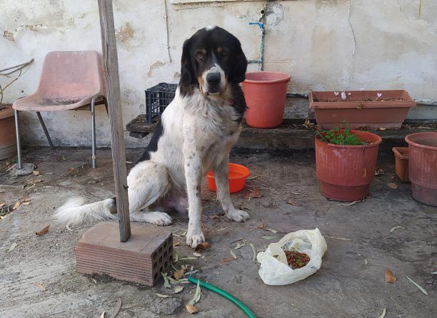 Βρέθηκε στο Αιγάλεω Αττικής αρσενικός σκύλος με κόκκινο περιλαίμιο και 6 δάχτυλα στα πίσω πόδια