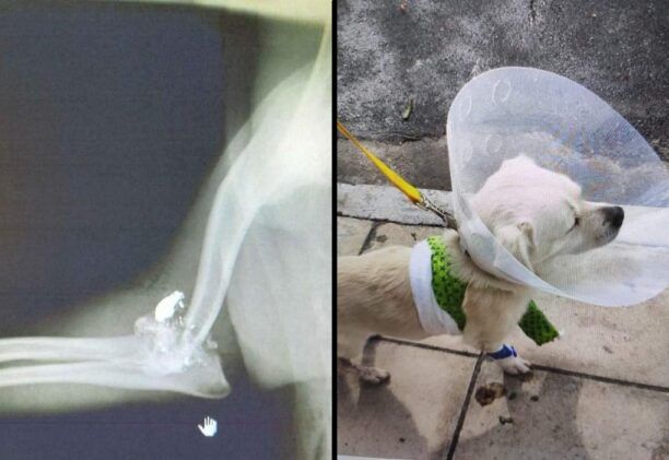 Αναζητούν φιλοξενία για τον σκύλο που βρέθηκε πυροβολημένος με αεροβόλο κοντά στα Τσικαλαριά Χανίων