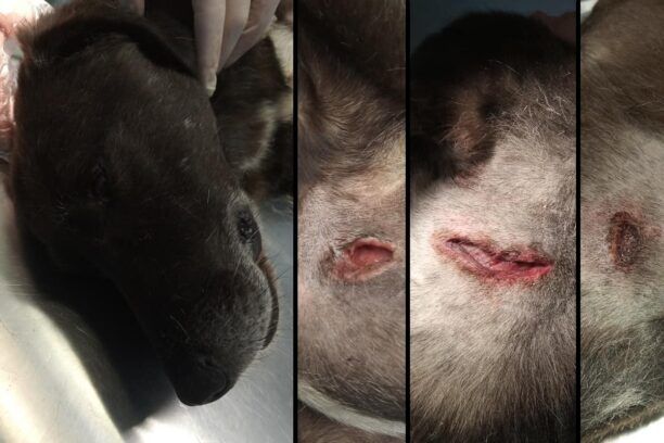 Βρήκε τον σκύλο τραυματισμένο από μαχαίρι στην Αλεξανδρούπολη Έβρου