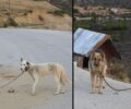 Χανιά: Έκοψε τα αυτιά των σκυλιών του που τα είχε δεμένα στον δρόμo στους Αλιγούς Κισσάμου (βίντεο)