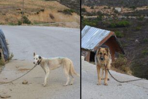 Χανιά: Έκοψε τα αυτιά των σκυλιών του που τα είχε δεμένα στον δρόμo στους Αλιγούς Κισσάμου (βίντεο)