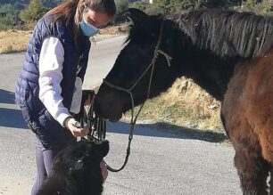 Έσωσαν άλογο που εγκαταλείφθηκε στην Αγία Μαρίνα Καβάλας (βίντεο)