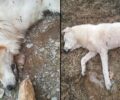 Ξανά σκυλιά δολοφονημένα με φόλες στα Αλωνάκια Κοζάνης