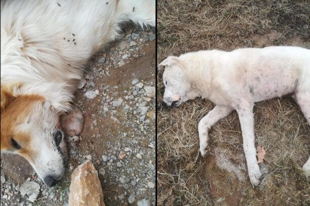 Ξανά σκυλιά δολοφονημένα με φόλες στα Αλωνάκια Κοζάνης