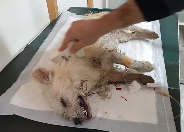 Σε κρίσιμη κατάσταση σκύλος που δηλητηριάστηκε με φόλα στην Αμαλιάδα Ηλείας (βίντεο)