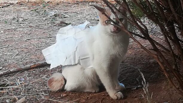 Άνω Λιόσια Αττικής: Καλά στην υγεία της η γάτα που κάποιος κόλλησε πάνω της ταινία με χαρτί