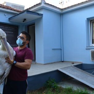 Νεκρός από σκάγια κυνηγού αργυροπελεκάνος στη λίμνη Κάρλα κοντά στα Νάματα Λάρισας (βίντεο) 4 ArgyropelekanosLimniKarlaPyrovolimenosNoe2020 6