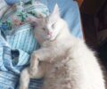 Βρέθηκε - Χάθηκε άσπρη στειρωμένη αρσενική γάτα στου Ζωγράφου Αττικής