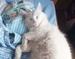 Βρέθηκε - Χάθηκε άσπρη στειρωμένη αρσενική γάτα στου Ζωγράφου Αττικής