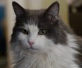 Χάθηκε θηλυκή μακρύτριχη γάτα στην Αγία Άννα στον Δήμο Αχαρνών