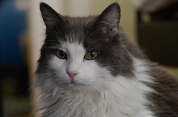 Χάθηκε θηλυκή μακρύτριχη γάτα στην Αγία Άννα στον Δήμο Αχαρνών
