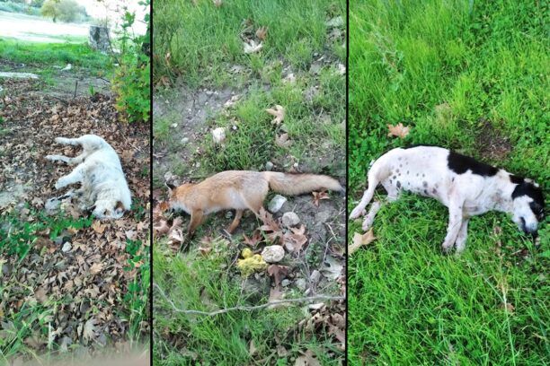 Πολλά ζώα δολοφονημένα με φόλες στον Δαφνιά Αιτωλοακαρνανίας