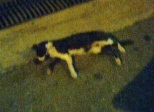 Δεκάδες γάτες δολοφονημένες με φόλες στη Δραπετσώνα Αττικής