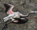 Φλαμίνγκο νεκρό δολοφονημένο από σκάγια κυνηγού στη λίμνη Κάρλα