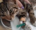 Χάθηκε γάτα με φλεβοκαθετήρα στο πόδι στο Αιγάλεω Αττικής