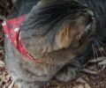 Βρέθηκε γκρι τιγρέ γάτα με κόκκινο φουλάρι - περιλαίμιο στη Φιλοθέη Αττικής