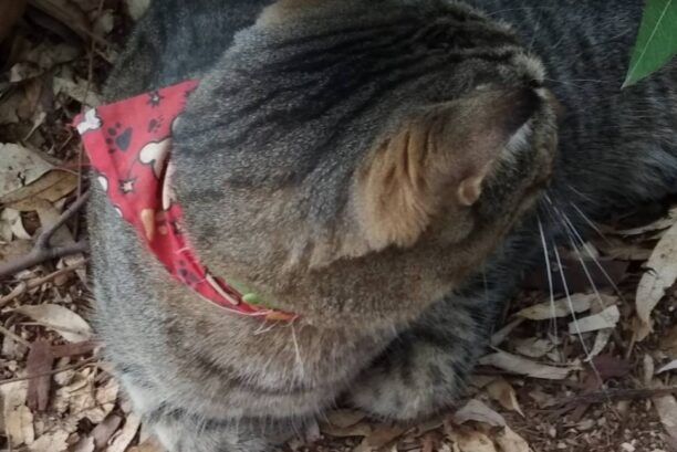 Βρέθηκε γκρι τιγρέ γάτα με κόκκινο φουλάρι - περιλαίμιο στη Φιλοθέη Αττικής