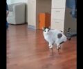 Ο γάτος Περσέας κάνει τα πρώτα του βήματα με τα τεχνητά του πόδια (βίντεο)