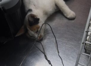 Κρήτη: Παγίδευσε γάτα με συρμάτινη θηλιά για να τη βασανίσει στα Χανιά