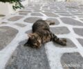 Τήνος: Πολλές γάτες δολοφονημένες με φόλες