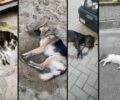 Συστηματική δολοφονία ζώων με φόλες στα Γρεβενά