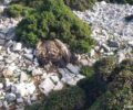 Ακόμα ένας γύπας -είδος υπό απειλή- δολοφονημένος με φόλα κοντά στο Περδικάκι Αιτωλοακαρνανίας