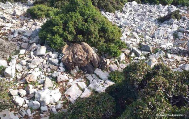 Ακόμα ένας γύπας -είδος υπό απειλή- δολοφονημένος με φόλα κοντά στο Περδικάκι Αιτωλοακαρνανίας