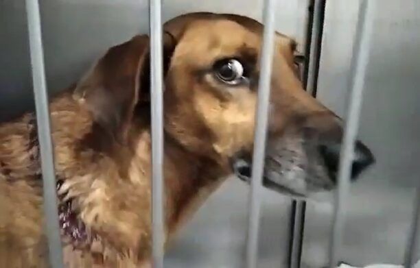 Ηράκλειο Κρήτης: Άγρια κακοποίηση σκύλου με θηλιά στην Κορώνη Μαγαρά (βίντεο)