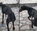 Κάλυμνος: Σκύλος ετοιμοθάνατος από την ασιτία μπήκε σε αυλή σπιτιού ζητώντας βοήθεια