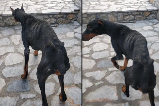 Κάλυμνος: Σκύλος ετοιμοθάνατος από την ασιτία μπήκε σε αυλή σπιτιού ζητώντας βοήθεια