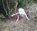Κατάφουρκο Αιτωλοακαρνανίας: Βρήκε τον σκύλο του παγιδευμένο σε συρμάτινη θηλιά κυνηγού