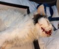 Κεφαλλονιά: Σε τακτική δικάσιμο θα δικαστεί ο άνδρας που σκότωσε γάτα στο Ληξούρι