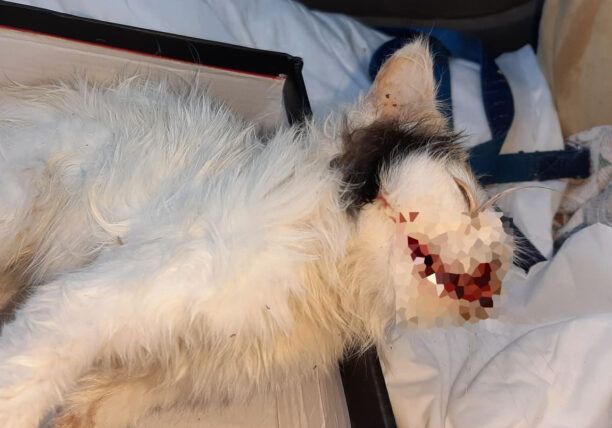 Κεφαλλονιά: Σε τακτική δικάσιμο θα δικαστεί ο άνδρας που σκότωσε γάτα στο Ληξούρι
