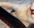 Κεφαλλονιά: Συνελήφθη άνδρας που σκότωσε γάτα στο Ληξούρι