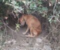 Κερατέα Αττικής: Βρήκαν σκελετωμένο σκύλο ετοιμοθάνατο σχεδόν να κρέμεται από θηλιά
