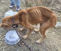 Καταδικάστηκε με αναστολή και από το Εφετείο άνδρας που βασάνισε τον σκύλο του μέχρι θανάτου στην Κερατέα Αττικής