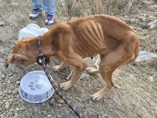 Καταδικάστηκε με αναστολή και από το Εφετείο άνδρας που βασάνισε τον σκύλο του μέχρι θανάτου στην Κερατέα Αττικής
