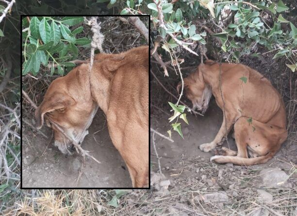 Κερατέα Αττικής: Πέθανε σκύλος που βρέθηκε σκελετωμένος σχεδόν να κρέμεται από θηλιά σε δέντρο