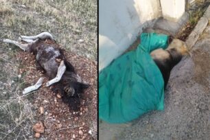 Πολλά ζώα δολοφονημένα με φόλες σε Γαλατάκι, Αθίκια, Αλμυρή Κορινθίας