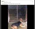 Ακόμα ένας κυνηγός κακοποιεί αγριογούρουνο που το κρατάει αιχμάλωτο για να εκπαιδεύει σκυλιά (βίντεο)