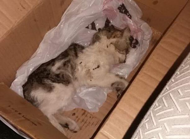 Πέθανε από ασφυξία γάτα που κάποιος έκλεισε σε σακούλα στη Λαμία – Αναζητούνται μάρτυρες