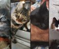 Λίμνη Εύβοιας: 8 γάτες δολοφονημένες με φόλες
