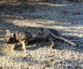 Λύκος νεκρός πιθανότατα δολοφονημένος βρέθηκε δεμένος απ'το πόδι κοντά στη Μορφή Κοζάνης