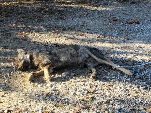 Λύκος νεκρός πιθανότατα δολοφονημένος βρέθηκε δεμένος απ'το πόδι κοντά στη Μορφή Κοζάνης